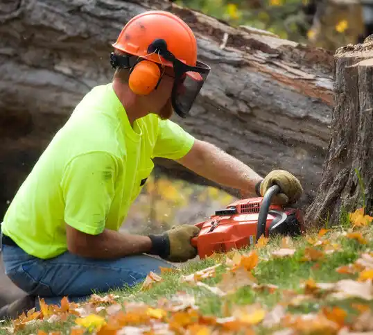 tree services Liverpool